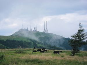 放牧の牛たちと電波塔の王ケ頭