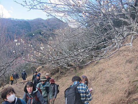 梅林を通り抜け