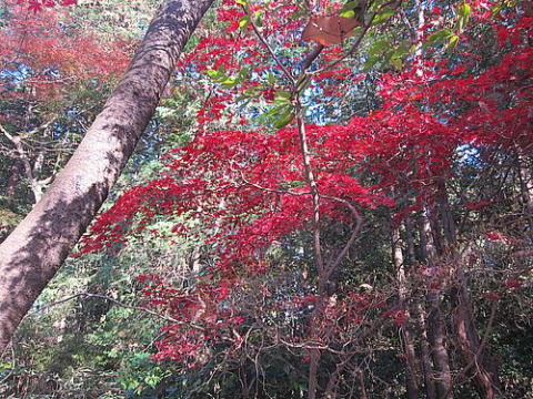 柔らかな日差しが紅葉に降り注ぐ
