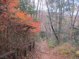 紅葉の回廊を下る