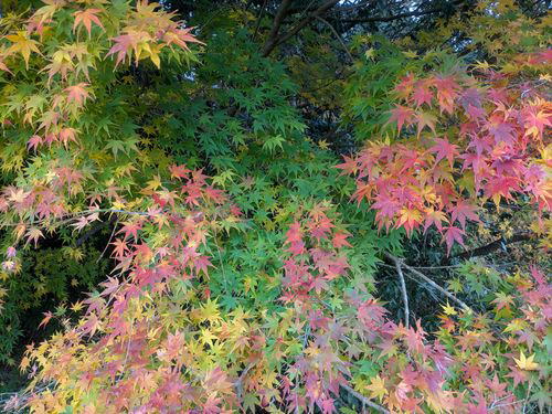 紅葉